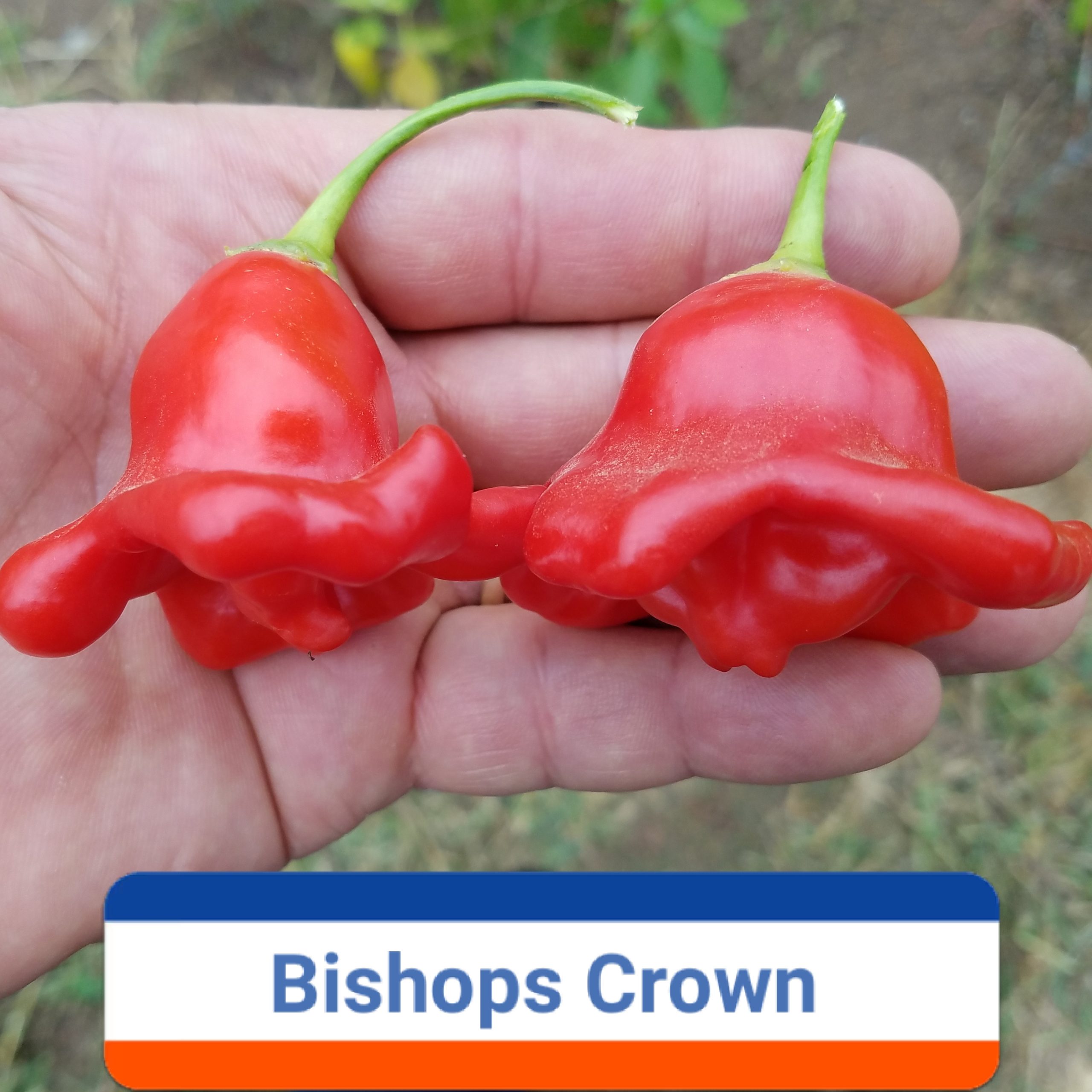 Bishop's Crown *