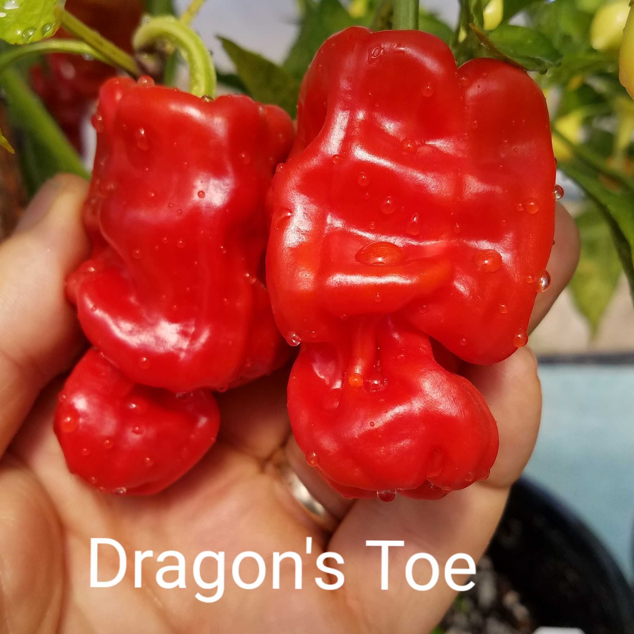 Dragon's Toe ***