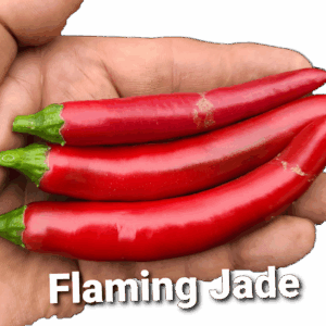 Flaming Jade **