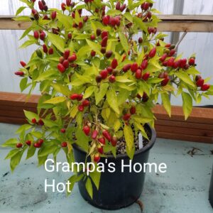 Grandpa's Home Hot Pepper **