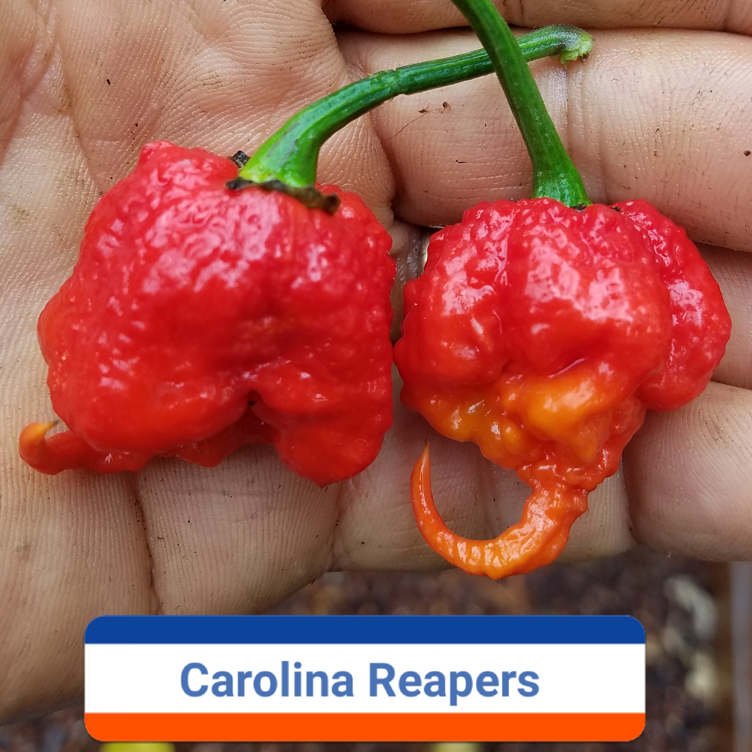 Carolina Reaper *****