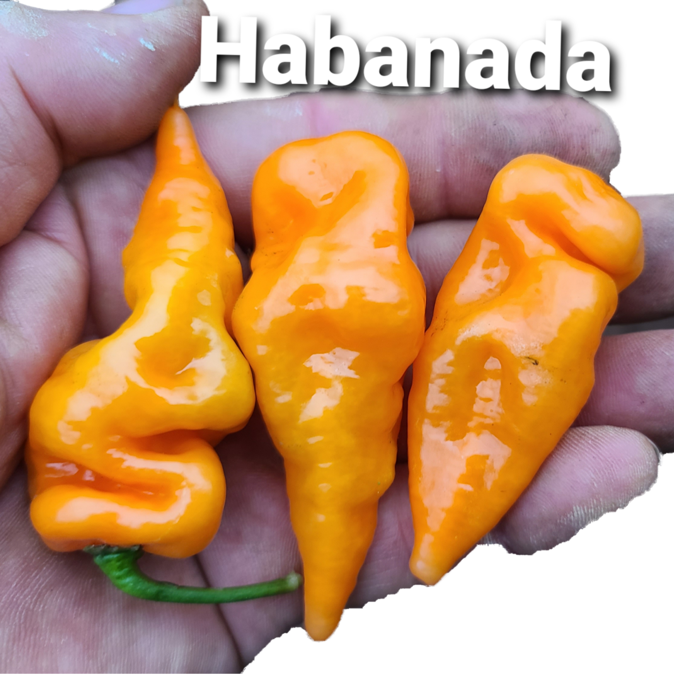 Habanada