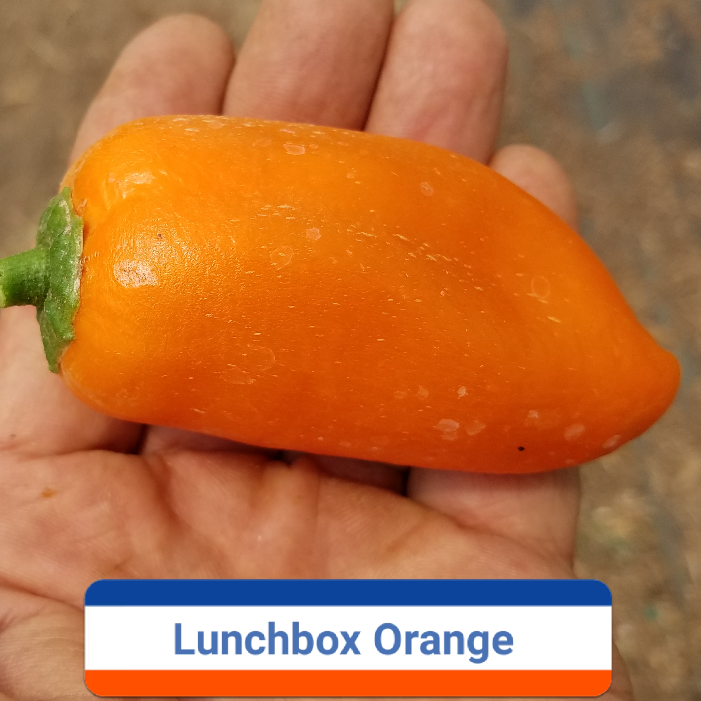 Lunchbox Orange