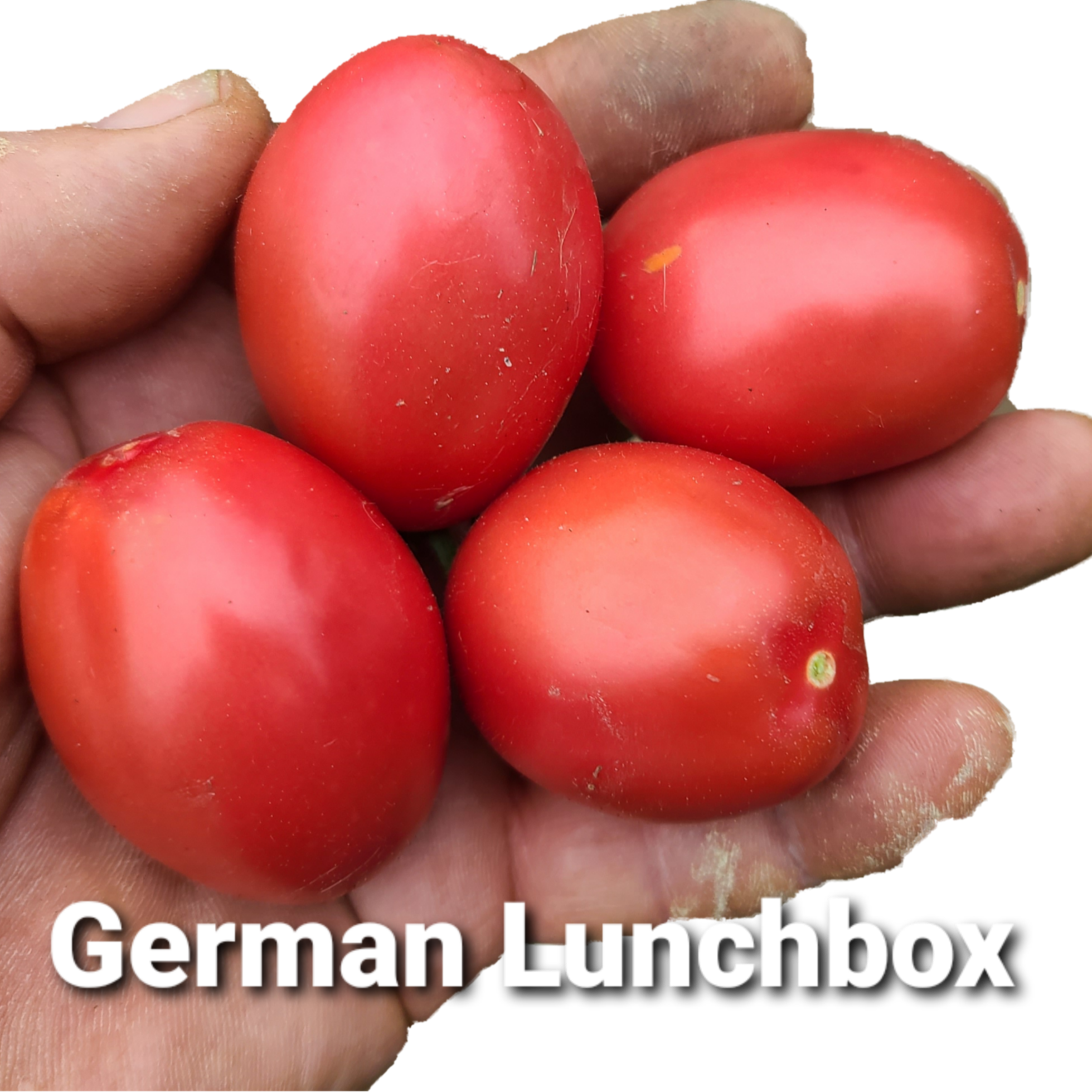 German Lunchbox