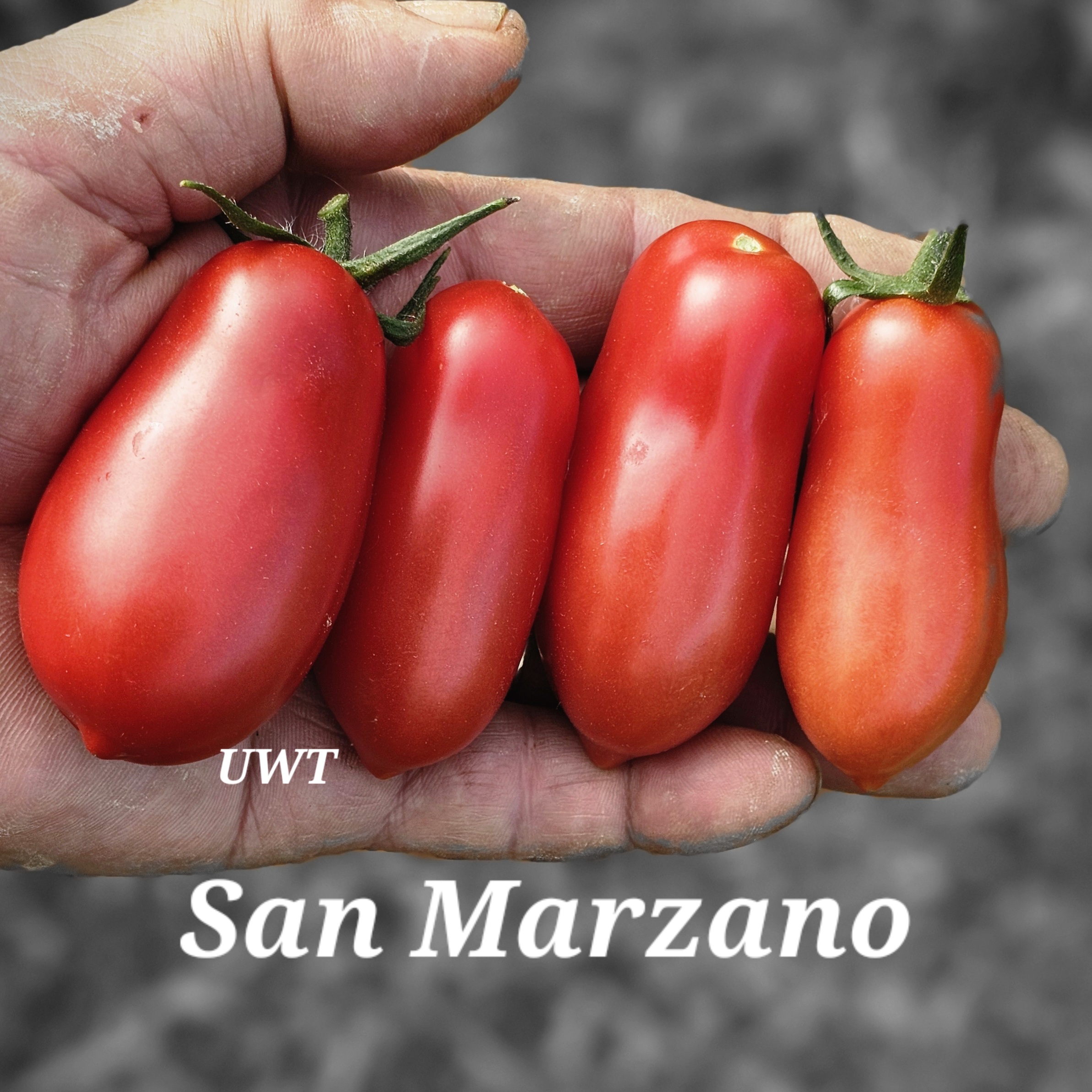 San Marzano