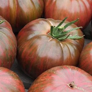 Pink Berkeley Tie-Dye