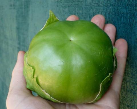 Tomatillo Plaza Latina Giant Green