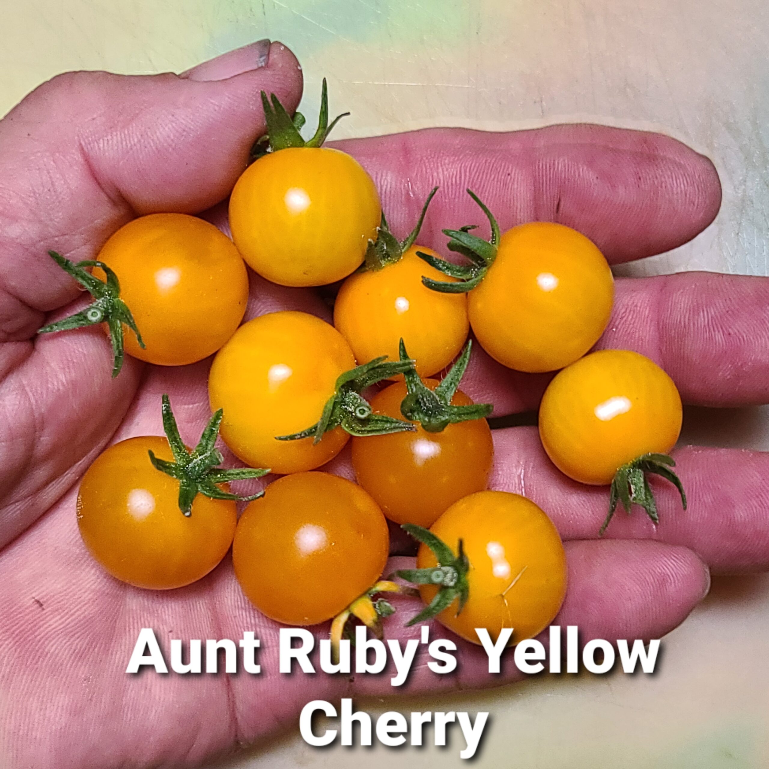 Aunt Ruby's Yellow Cherry