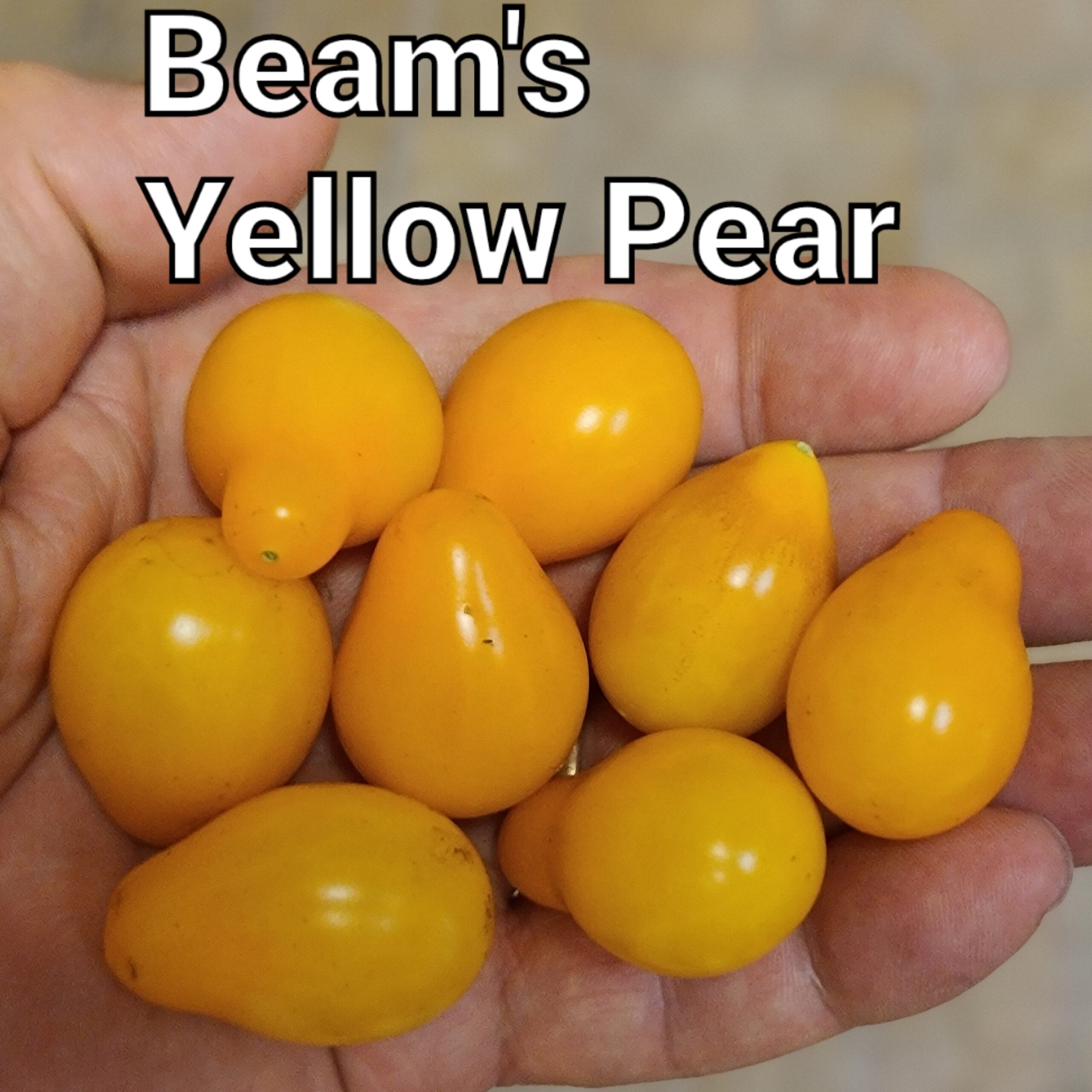 Beam's Yellow Pear