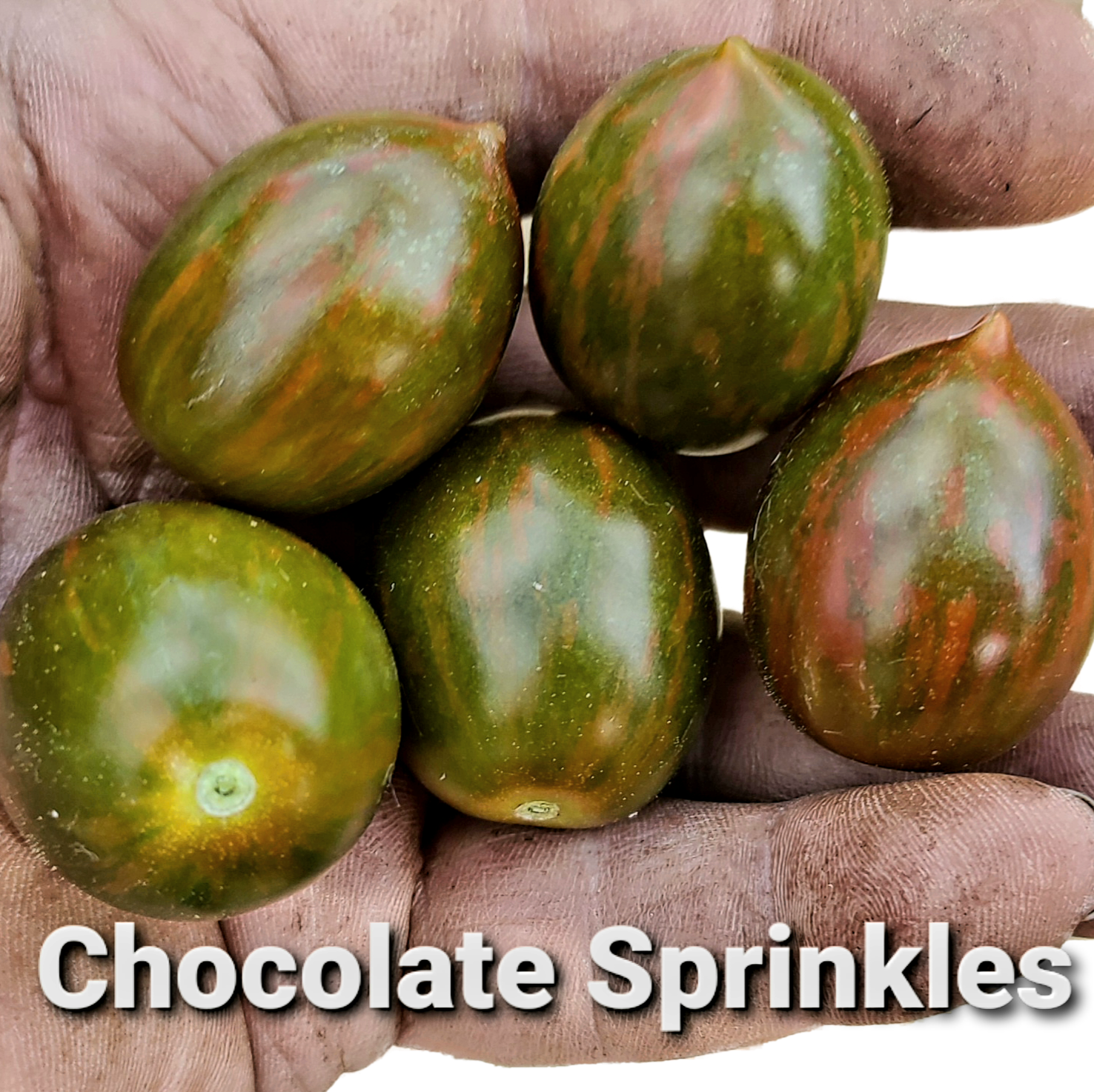 Chocolate Sprinkles