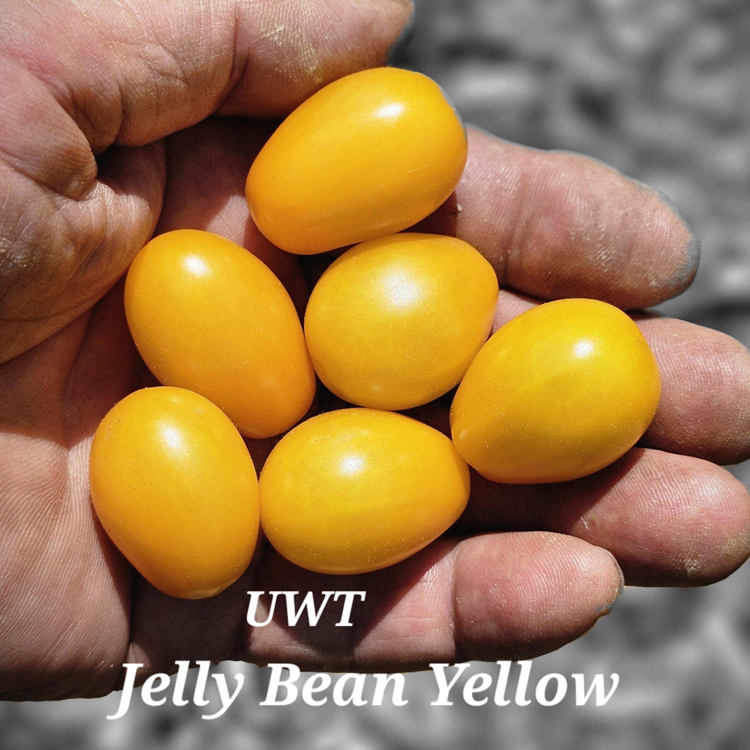 Jelly Bean - Yellow