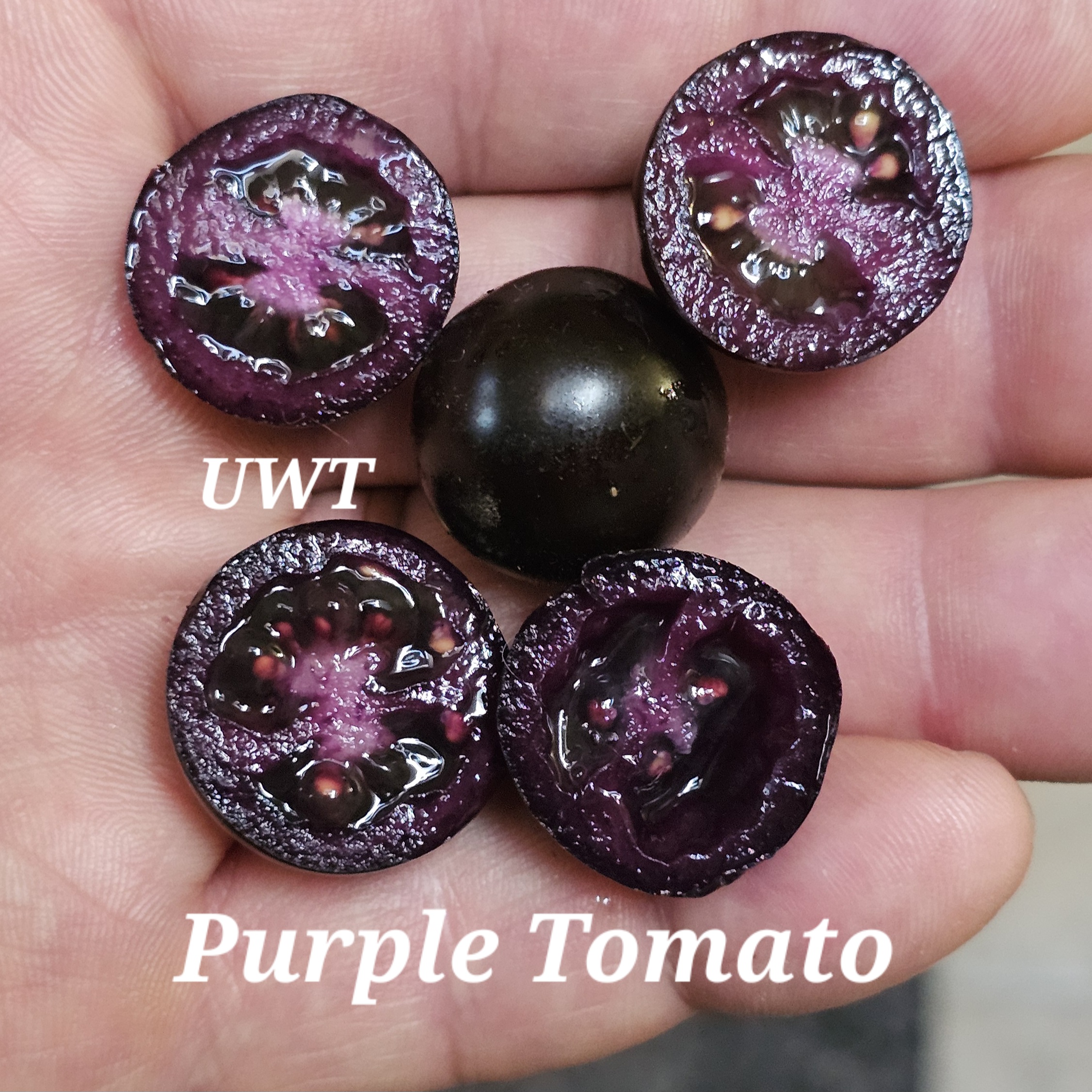 Purple Tomato