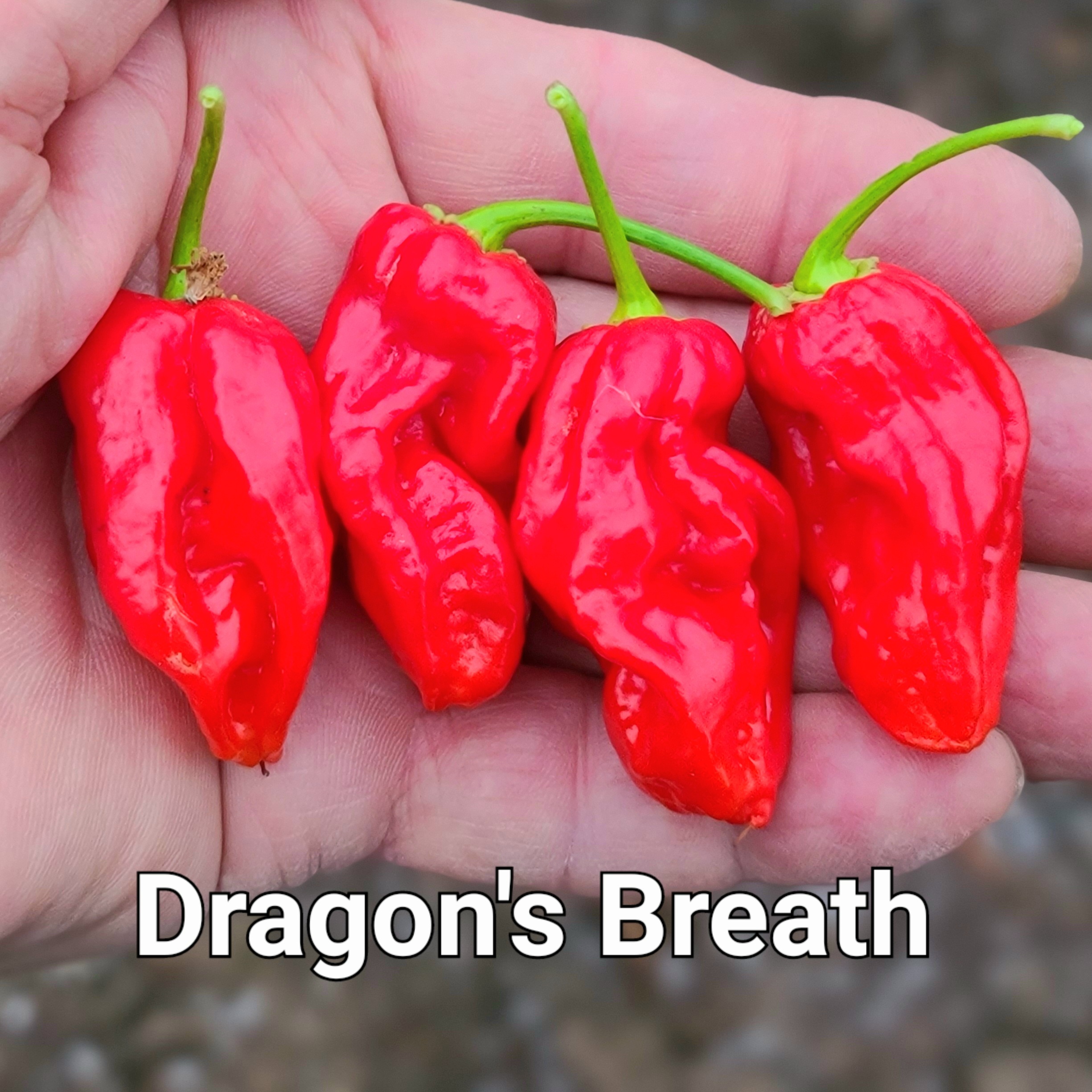 Dragon's Breath *****