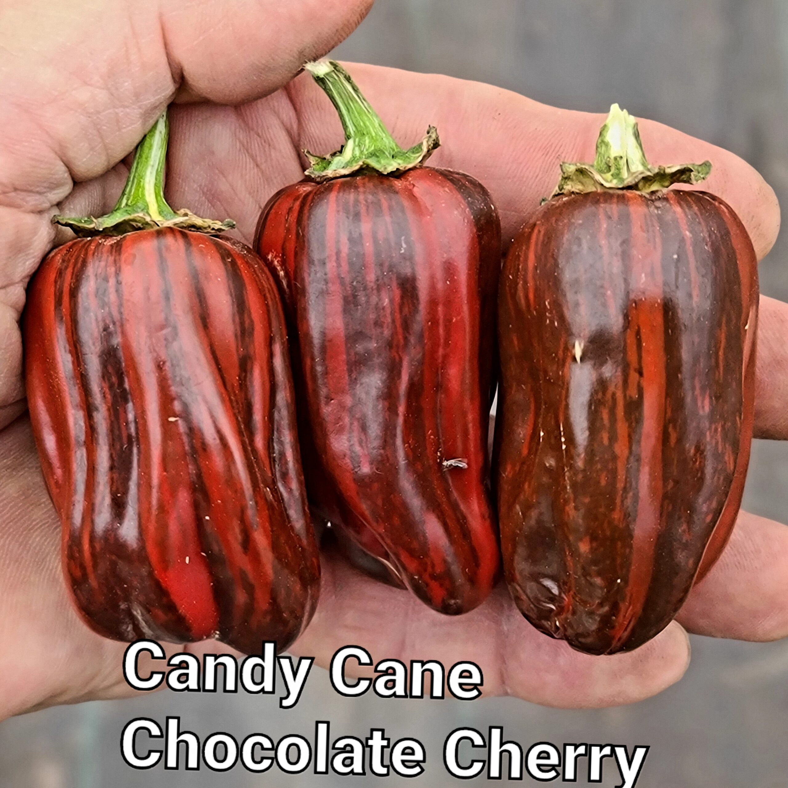 Candy Cane Chocolate Cherry pepper