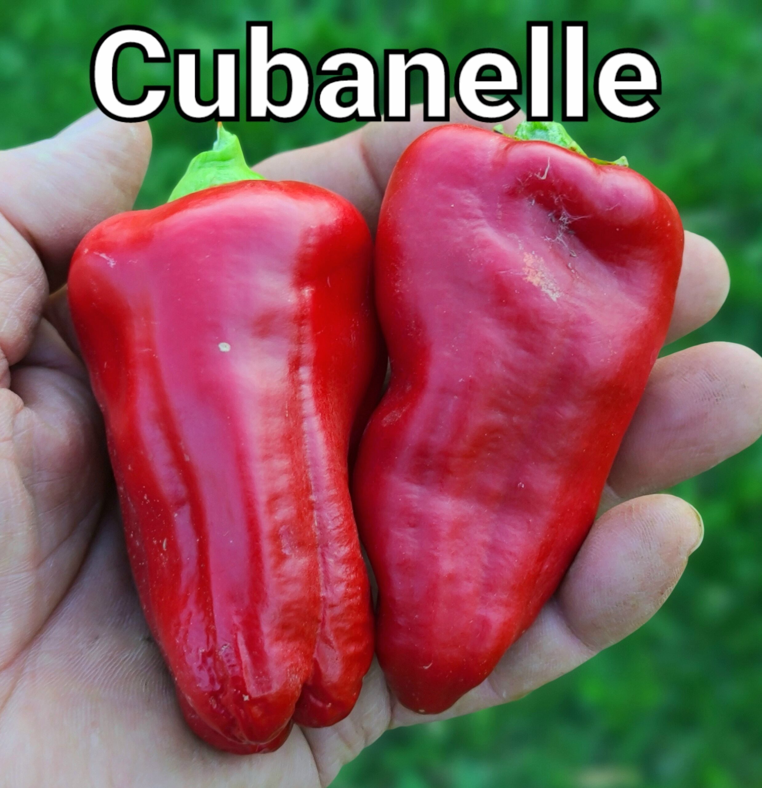 Cubanelle