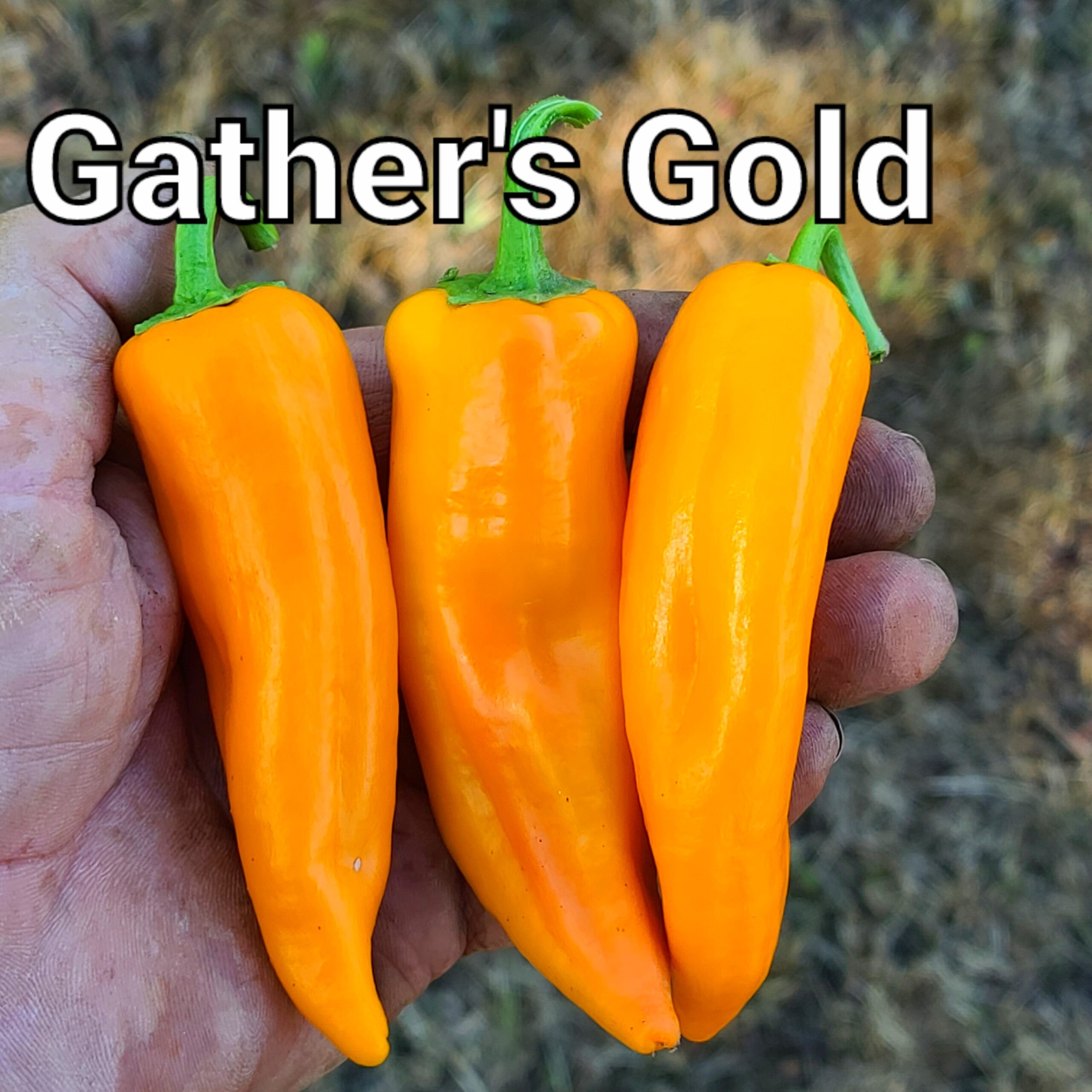 Gatherer's Gold