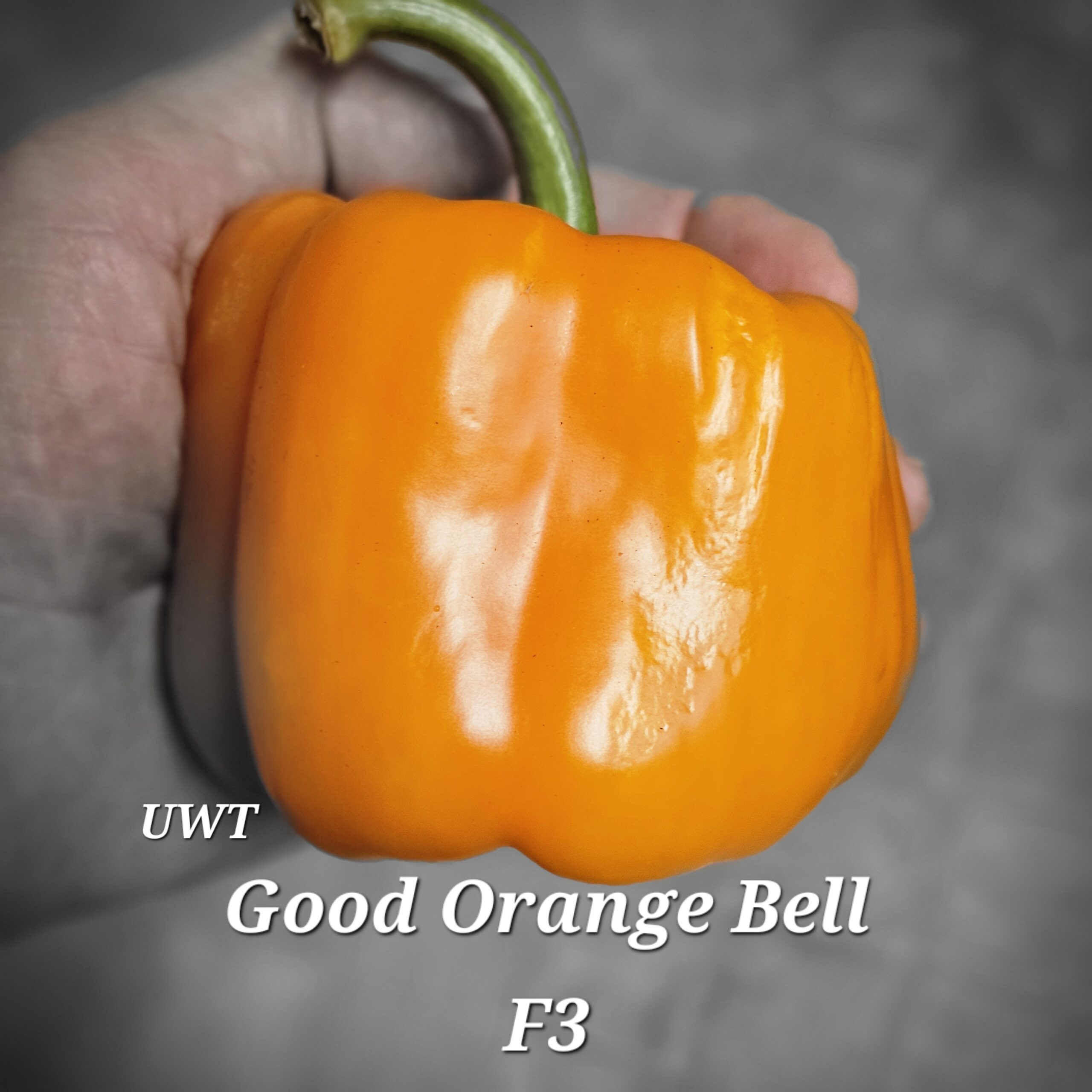 Good Orange Bell F3