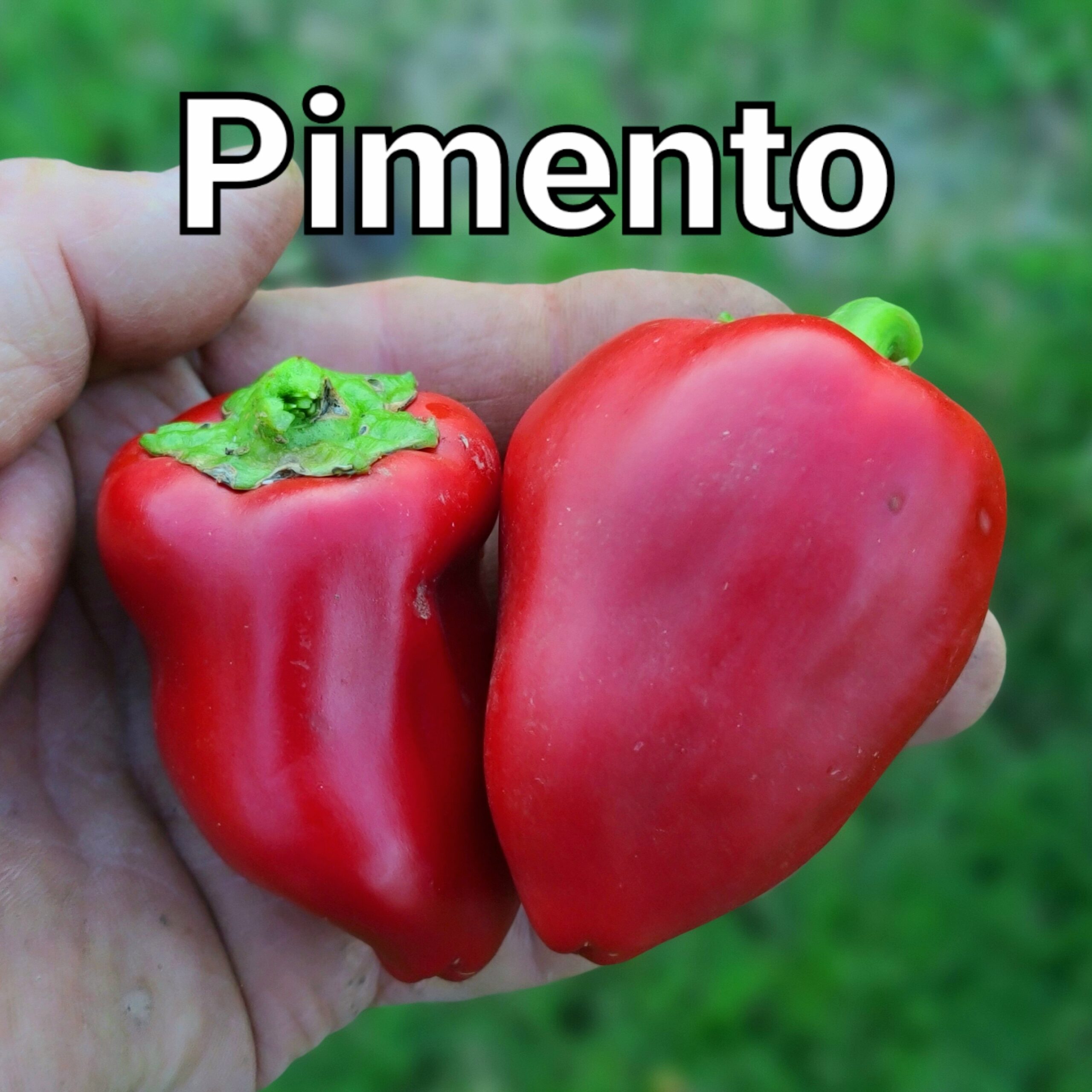 Pimento