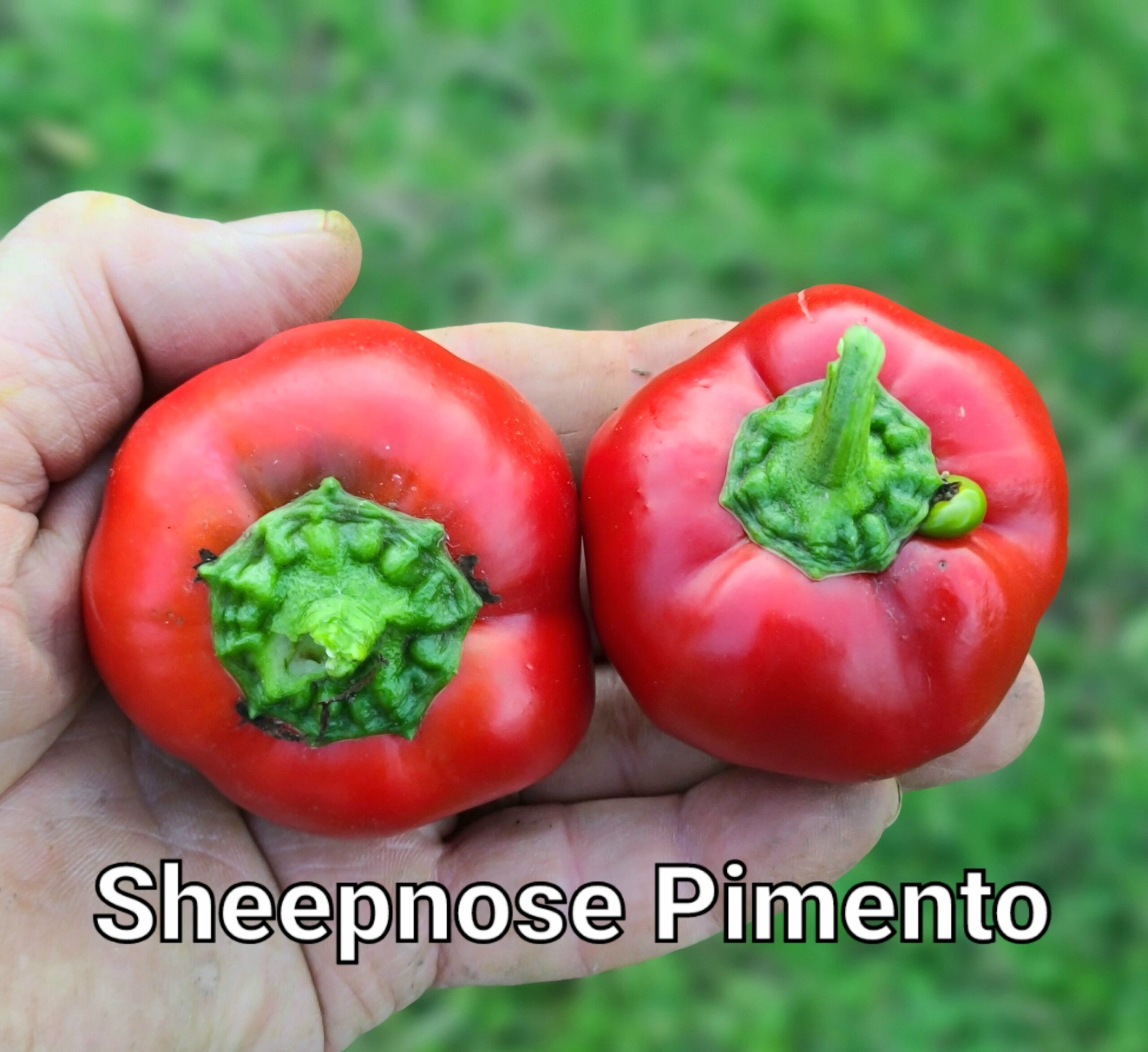 Sheepnose Pimento