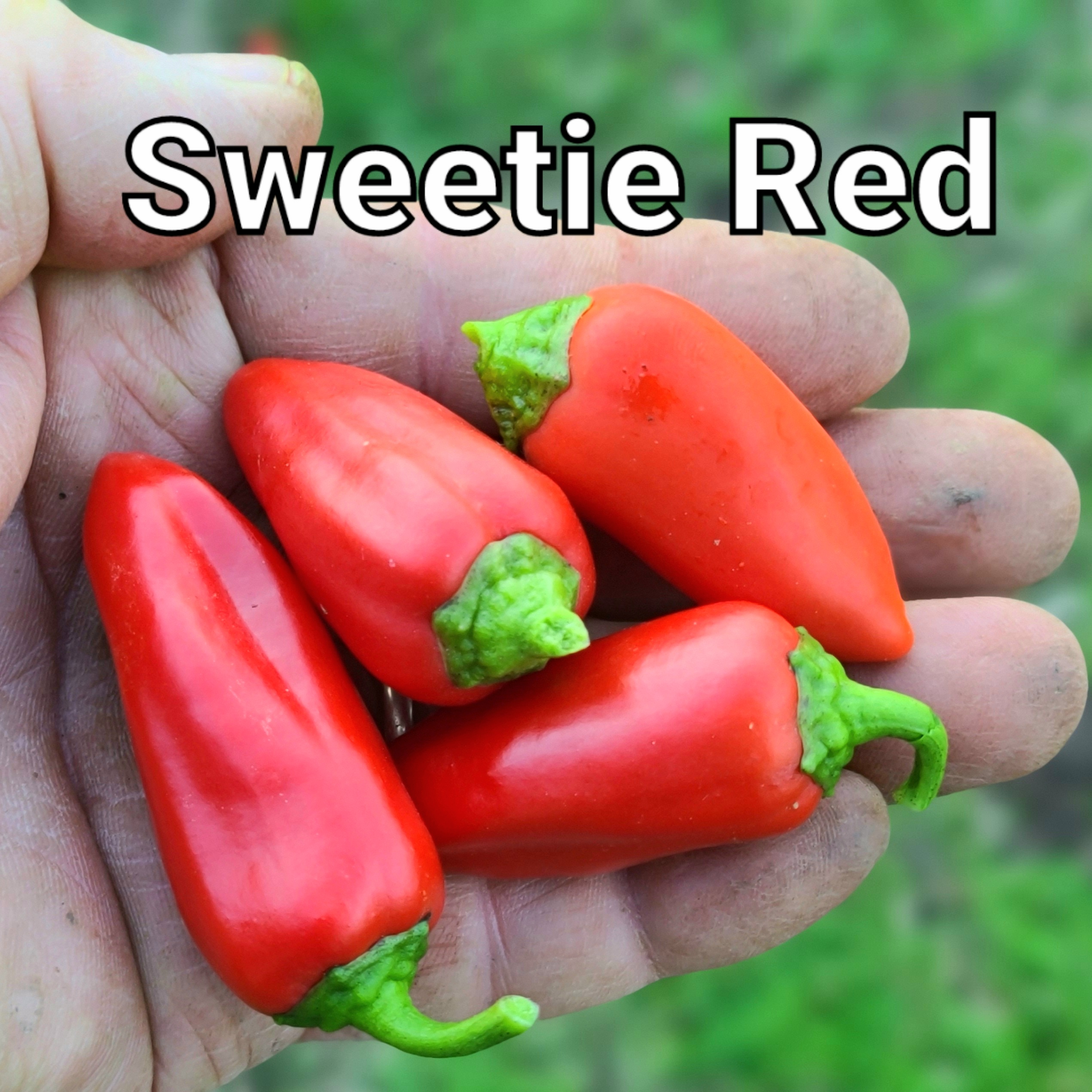 Sweetie Red