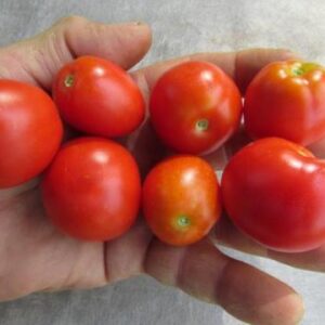 Stephania's Heritage