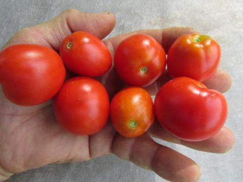 Stephania's Heritage