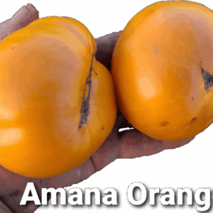 Amana Orange