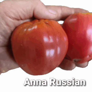 Anna Russian
