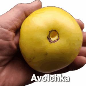 Azoychka
