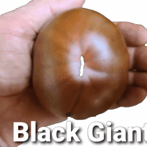 Black Giant