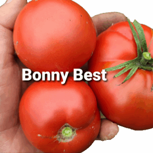 Bonny Best
