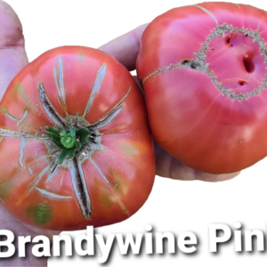 Brandywine Pink