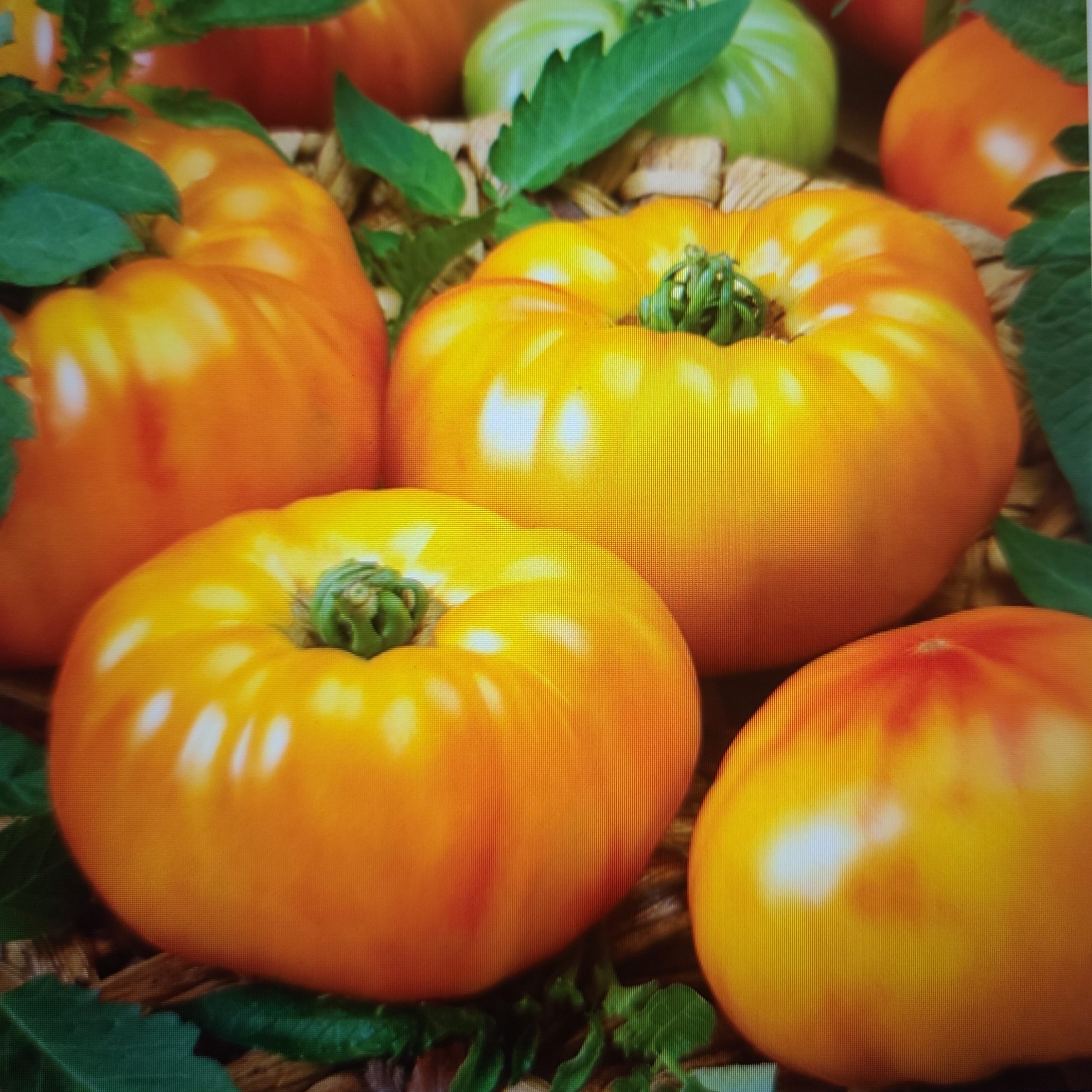 Chef's Choice Bicolor