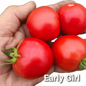 Early Girl