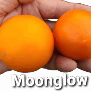 Moonglow