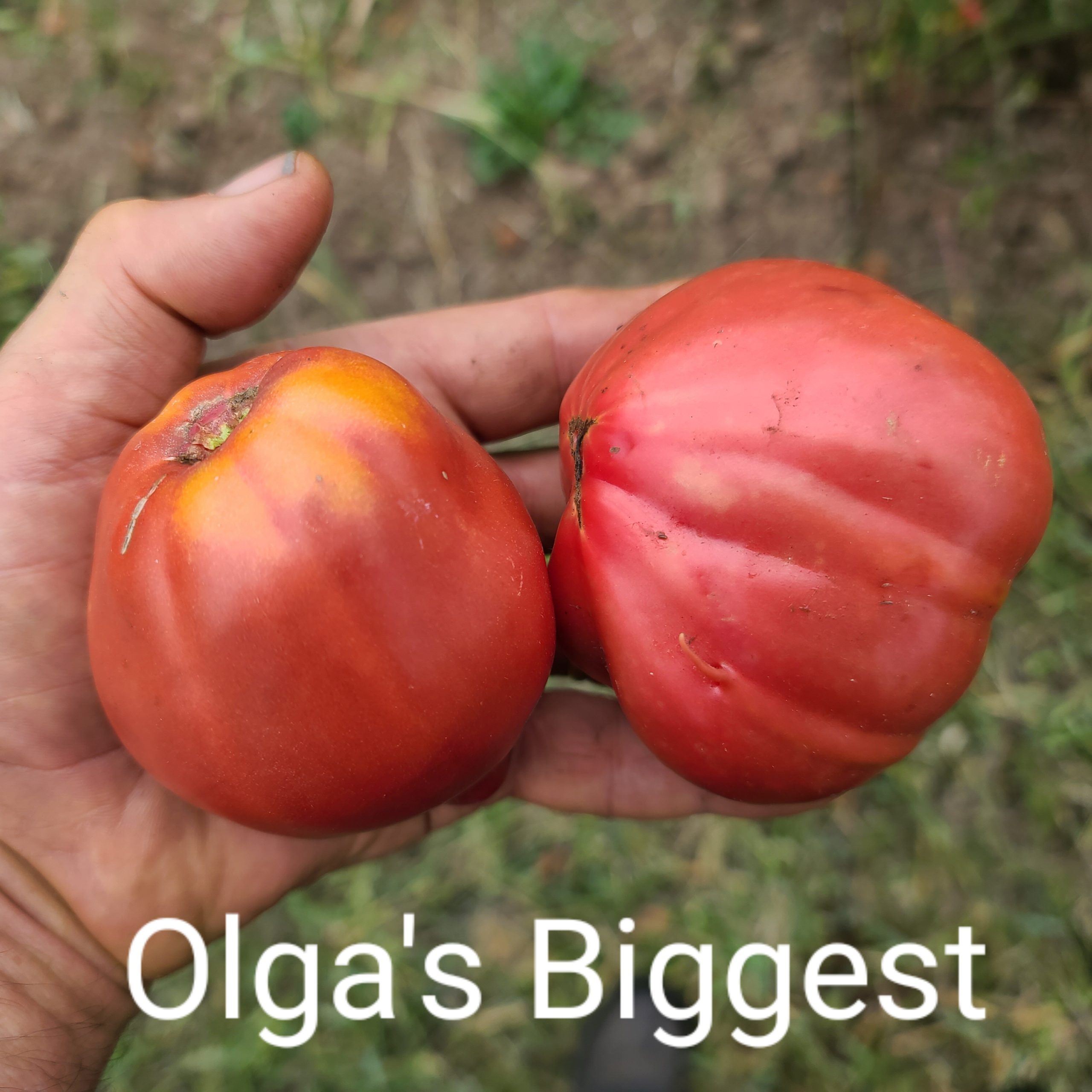 Olga's Biggest