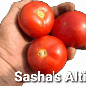 Sasha's Altai
