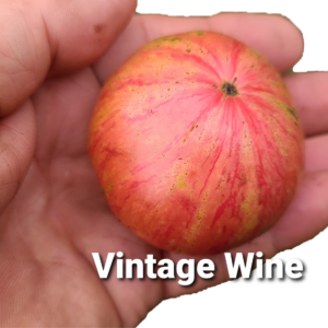 Vintage Wine