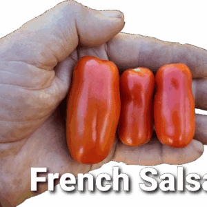 French Salsa