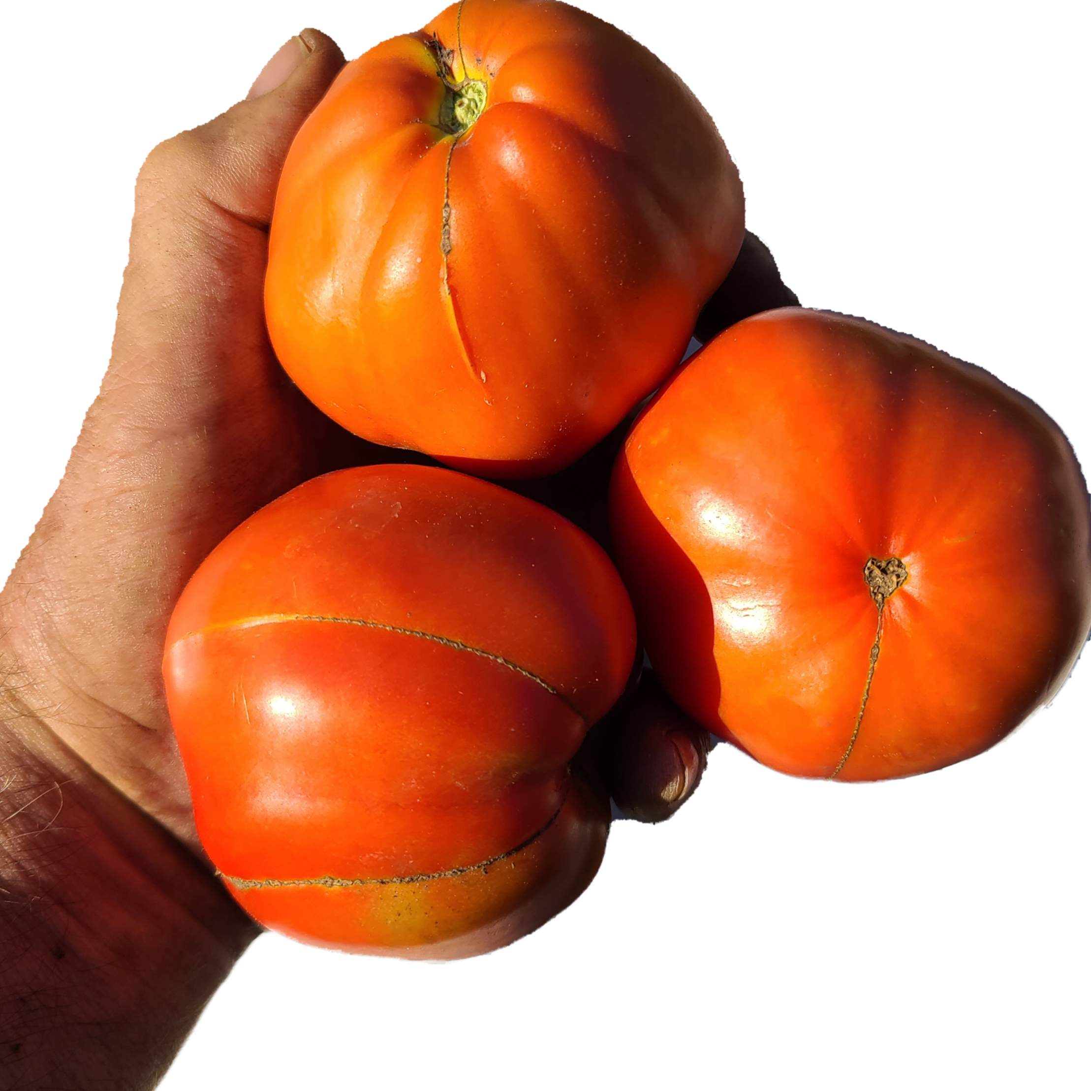 Oregon Star