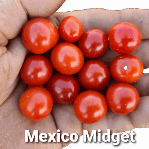 Mexico Midget