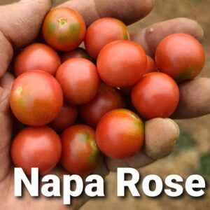 Napa Rose