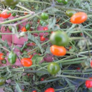 Texas Chiltepin ****