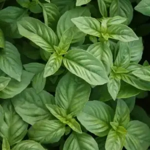 British Basil