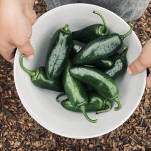 Black Magic Jalapeño