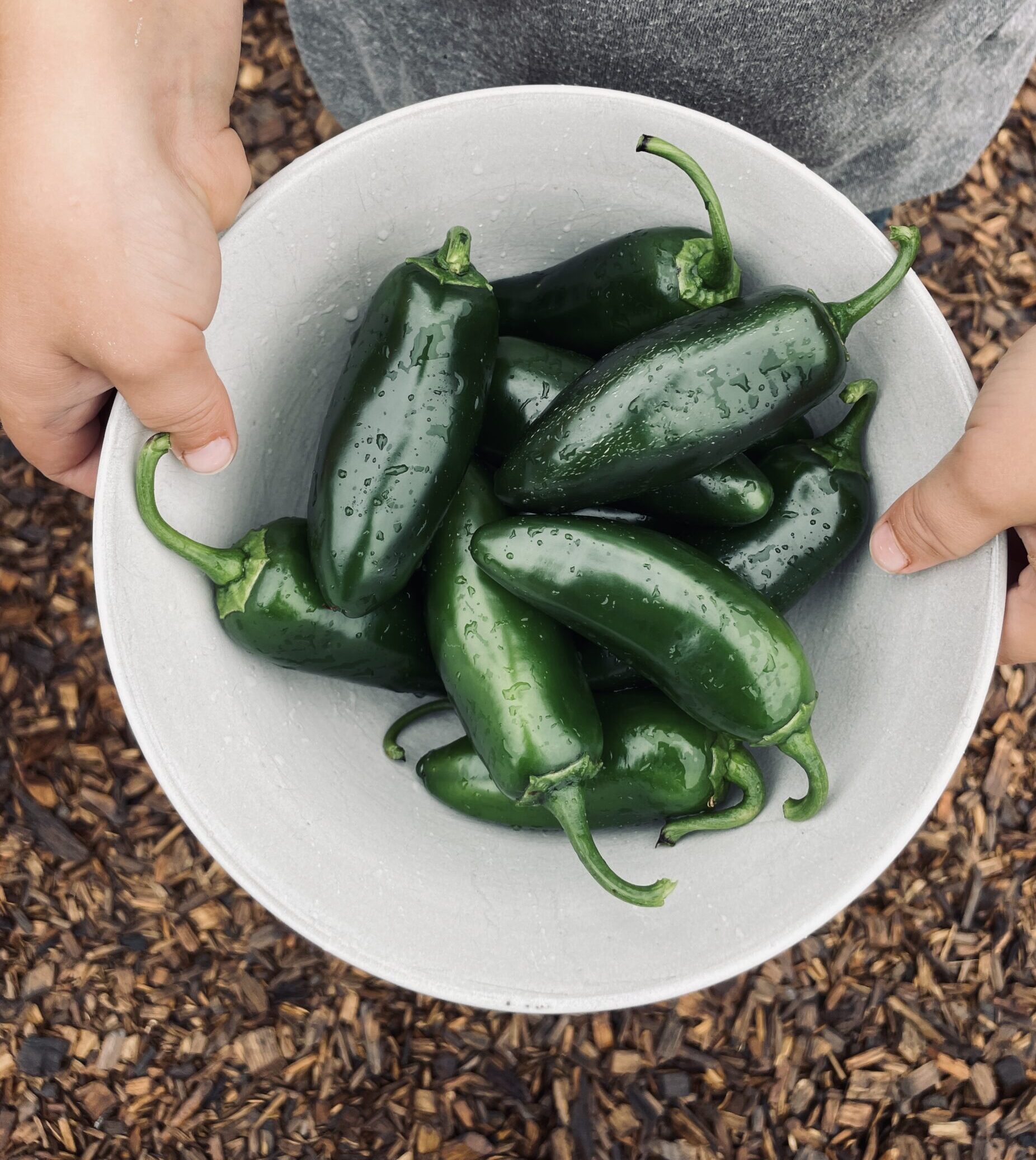 Black Magic Jalapeño